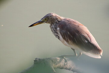 Pond Heron