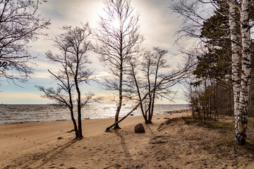 Backlit bare trees on sandy Baltic beach, their silhouettes against hazy blue sky. Sun glitters on windy spring waters. Peaceful coastal solitude. Repino, Gulf of Finland, Russia. 