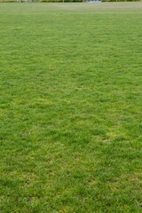 High angle view of green grass