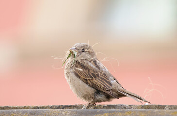 A sparrow with material for its nest
