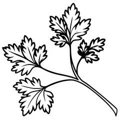 Coriander line art vector