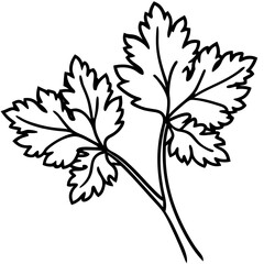 Coriander line art vector