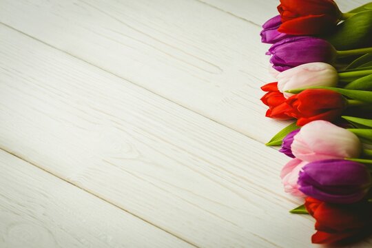 Fototapeta Multicolor tulip blooms with green leaves are resting on whitewashed wood surface in flat design