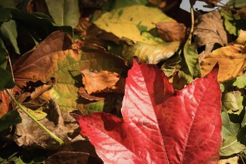 Close-up of multi colored leaves