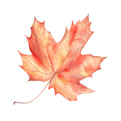 Colorful Autumn watercolor maple leaf on white background