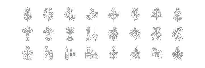 Herbs, Leaves, Flower Line Icon Set, Rooted Vegetables, Grain on Transparent Background