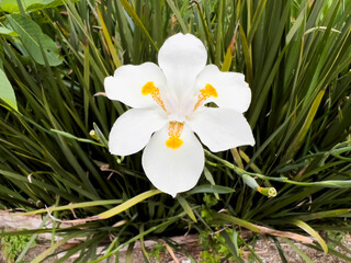 white flower on the green background