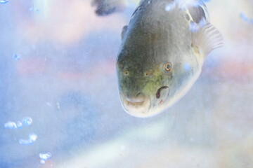 Traditional Korean Puffer Fish Soup (Bokjiri) at Surim Bokguk Restaurant in Seoul