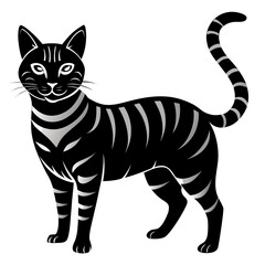 black and white striped cat