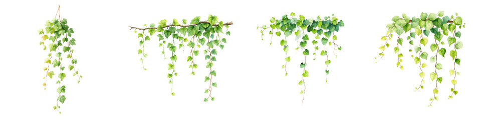 Obraz premium Green Hanging Plant Vines on White Background - Set of Illustrations