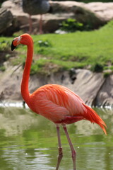 Flamand rose