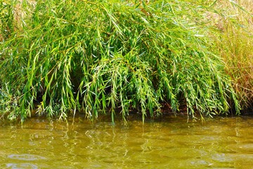 Willow on the water's edge