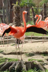 Flamand rose