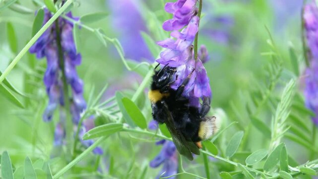 Cuckoo Bumblebee on a Purple Blossom