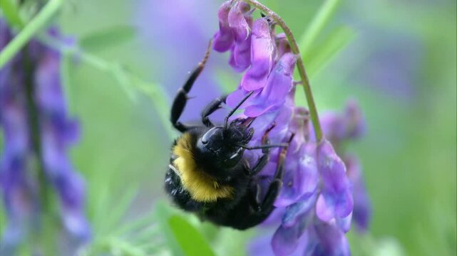 Cuckoo Bumblebee on a Purple Blossom