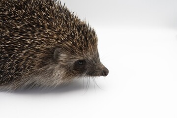 European Hedgehog Close-up on White Background – Studio Wildlife Photography