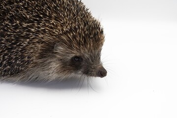 Obraz premium European Hedgehog Close-up on White Background – Studio Wildlife Photography