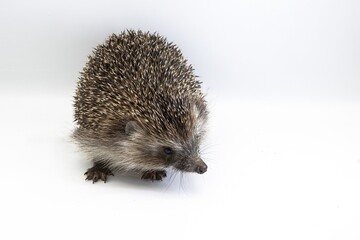 Obraz premium European Hedgehog Close-up on White Background – Studio Wildlife Photography