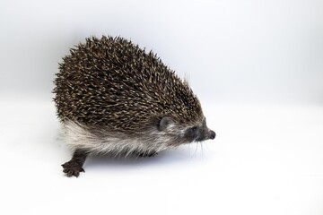 Wild hedgehog in close-up on white surface, side view animal portrait