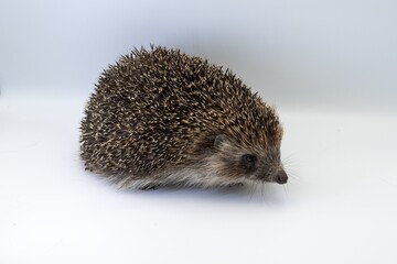 Obraz premium Wild hedgehog in close-up on white surface, side view animal portrait