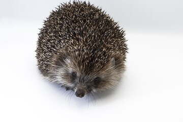 European Hedgehog Close-up on White Background – Studio Wildlife Photography