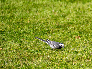 A white wagtail (Motacilla alba) on its morning walk in Skalník Park in Mariánské Lázně.