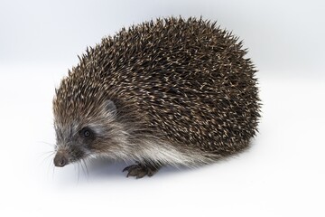 Obraz premium Wild hedgehog in close-up on white surface, side view animal portrait