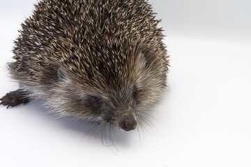 Obraz premium European Hedgehog Close-up on White Background – Studio Wildlife Photography