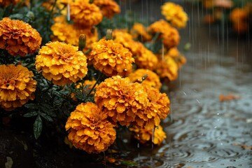 Rain Falling on Marigold Flowers
