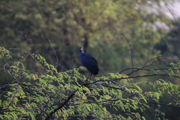 Swamphen