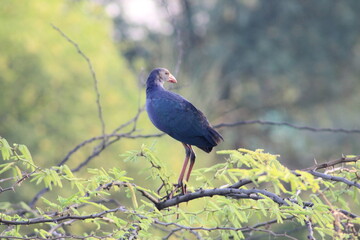 Swamphen