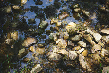 Close-Up of Pebbles Within a Clear Water Stream Amid Nature