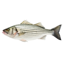 Fototapeta premium Fresh white striped bass fish on transparent background