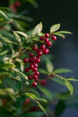 Obraz premium Clusters of shiny red berries hanging from a nandina domestica plant, also known as heavenly bamboo or sacred bamboo