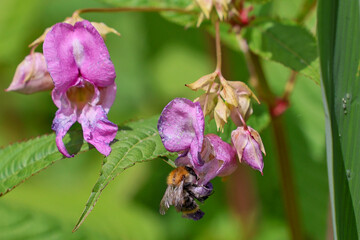 Purple calyx with a honeybee on it, Himalayan balsam, plant, flower, honeybee, nature, eating, food