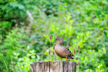 Close-up of female mallard duck in the forest sitting on tree trunk on a spring morning at Swiss...