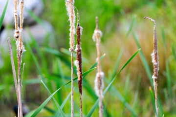 Close-up rural scenery with pond and reed plants on a spring morning. Photo taken May 17th, 2025, Zurich Schwamendingen, Switzerland.