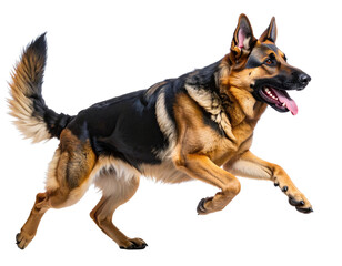 Playful German Shepherd Dog with Open Mouth and Tongue Out, Side View Running Pose, PNG
