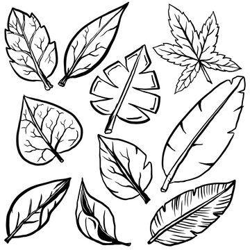 set of leaves