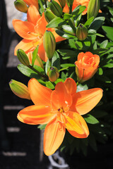 A flower field in early summer.