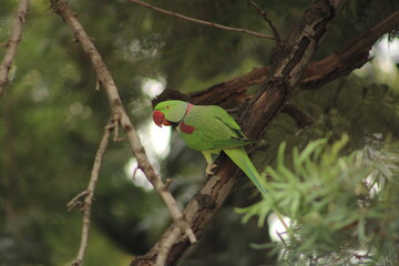 Parakeet
