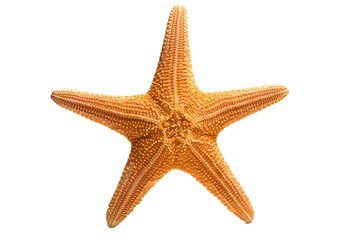 Starfish isolated on transparent or white background