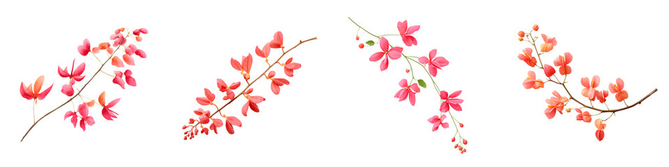 Coral Vine Flowers Isolated: Floral Design Elements on White