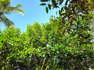 A mangosteen tree with dense green leaves growing in a tropical garden under a bright blue sky.