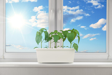 Young green pepper plants growing in a white pot on a sunny windowsill with a bright blue sky and...