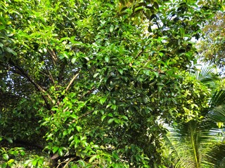 A mangosteen tree with dense green leaves growing in a tropical garden under a bright blue sky.