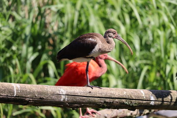 Ibis