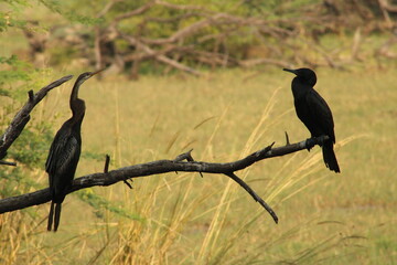 Cormorant