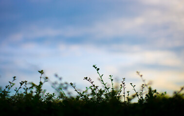Green grass and blue sky with clouds. Nature background. Selective focus.