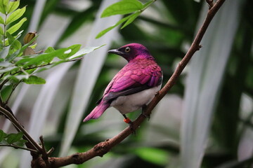 OIseau